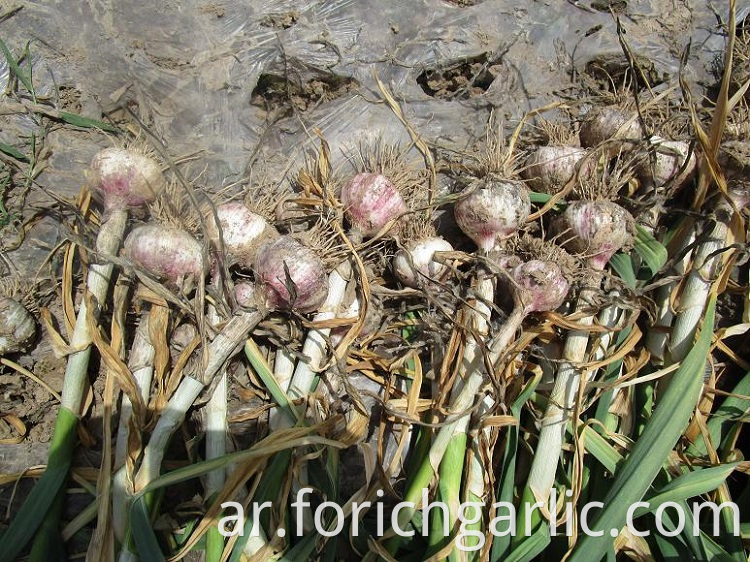 Normal White Garlic